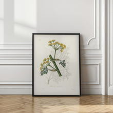 Art Prints of Ferula Persica Medical Botany