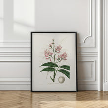 Art Prints of Geoffroya Inermis Medical Botany