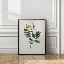 Art Prints of Greater Celandine (chelidonium Majus) Medical Botany