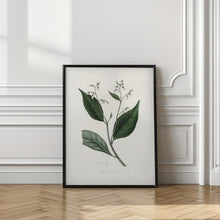 Art Prints of Gum Benjamin Tree (styrax Benzoin Medical Botany