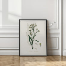 Art Prints of Horseradish (cochlearia Armoracia)  Medical Botany