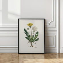 Art Prints of Leontodon Taraxacuma Medical Botany