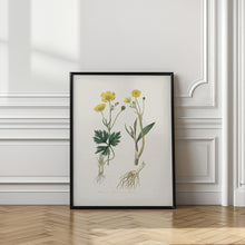 Art Prints of Lesser Spearwort (ranunculus Flammula) Medical Botany