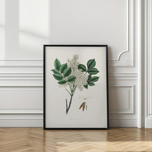 Art Prints of Manna Ash (fraxinus Ornus) Medical Botany