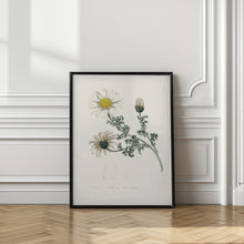 Art Prints of Mount Atlas Daisy (anthemis Pyrethrum) Medical Botany