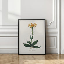 Art Prints of Mountain Arnica (arnica Montana) Medical Botany