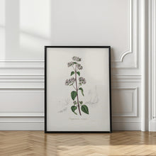 Art Prints of Oregano (origanum Vulgare) Medical Botany