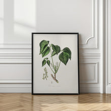 Art Prints of Poison Ivy (rhus Toxicodendron) Medical Botany