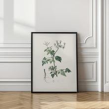 Art Prints of Poison Parsley (aethusa Cynapium) Medical Botany