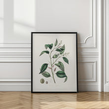 Art Prints of Purging Croton (croton Tiglium) Medical Botany