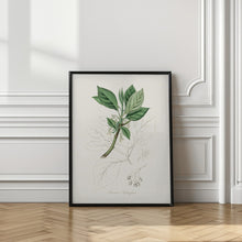 Art Prints of Sassafras (laurus Sassafras) Medical Botany