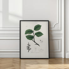 Art Prints of Ulmus Campestris Medical Botany