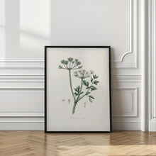 Art Prints of Water Dropwort (onanthe Grocata) Medical Botany