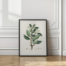 Art Prints of Wintera Aromatica Medical Botany