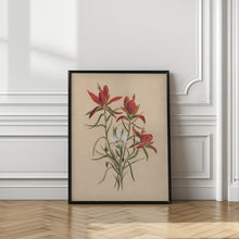 Art Prints of Indian Paintbrush (1883)