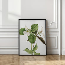 Art Prints of Large White Trillium