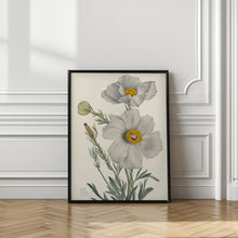 Art Prints of Matilija Poppy