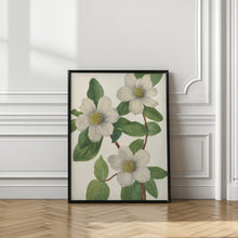 Art Prints of Pacific Dogwood