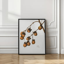 Art Prints of Persimmon (1920)