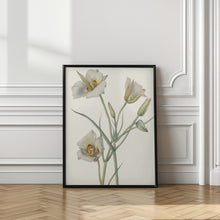 Art Prints of Sego Lily