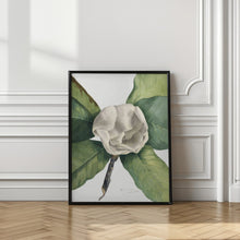 Art Prints of Southern Magnolia (1918)