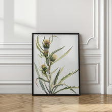 Art Prints of White Thistle