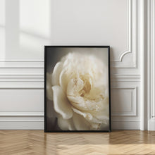 Art Prints of Peonyinsoftlight