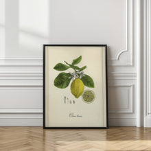 Art Prints of Lemon