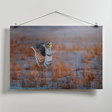 Art Prints of Short-eared Owl