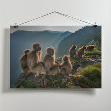 Art Prints of Geladas on the edge