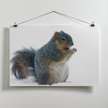 Art Prints of Squirrel