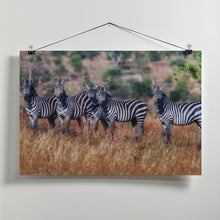 Art Prints of Zebras