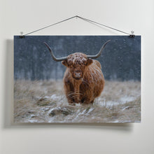 Art Prints of Snowy Highland cow