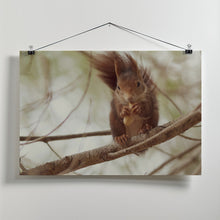 Art Prints of Spanish squirrel