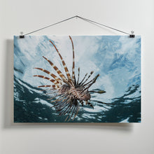 Art Prints of Lion fish