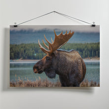 Art Prints of Moose