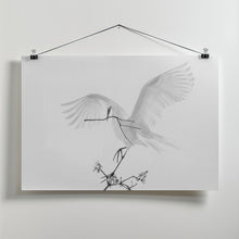 Art Prints of Transparent Wings