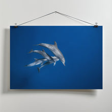 Art Prints of Bottlenose dolphin family