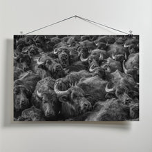 Art Prints of asian buffaloes