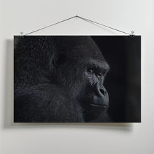 Art Prints of gorilla gaze