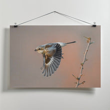 Art Prints of woodchat shrike