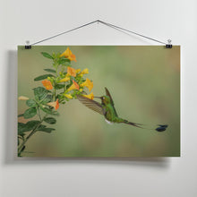 Art Prints of Booted Racket Tail Hummingbird