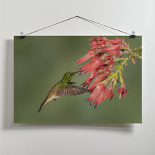 Art Prints of Buff-tailed Coronet - Hummingbird beauty