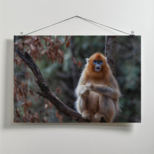 Art Prints of Golden snub-nosed monkey