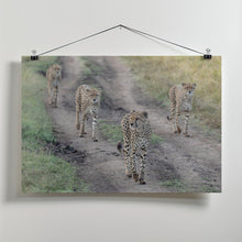 Art Prints of Cheetah's Gang