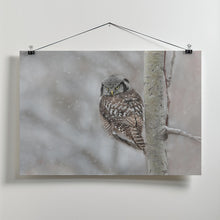 Art Prints of Northern Hawk Owl look back