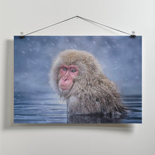 Art Prints of Snow Monkey