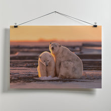 Art Prints of Polar bears at sunset