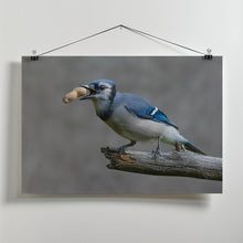 Art Prints of Blue jay's treat