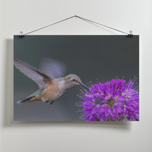 Art Prints of rufous hummingbird